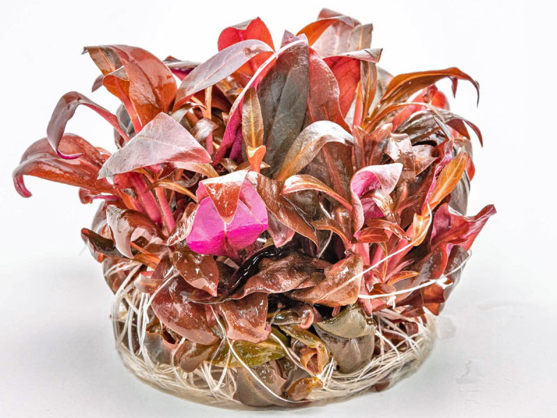 Rotes mini Papageienblatt - Alternanthera reineckii mini in vitro